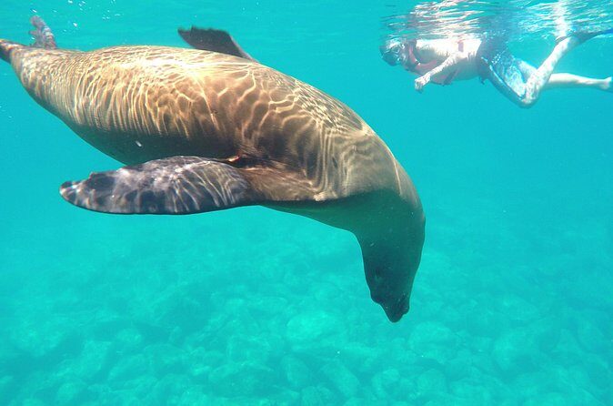 Swimming with sea lions in Isla Espiritu Santo, La Paz, Mexico - Value for Money
