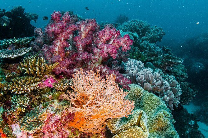 Swimming with the Whale Sharks - Ningaloo Reef (Exmouth) - Key Points