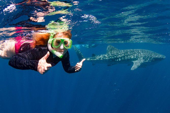 Swimming with the Whale Sharks - Ningaloo Reef (Exmouth) - An Honest Look at the Experience