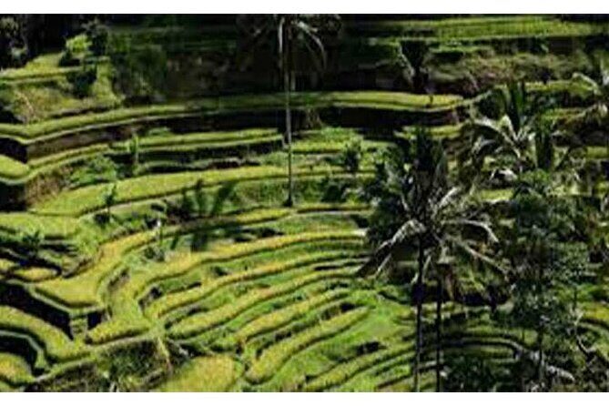 Swing Bali-Ubud Rice Terrace_Elephant Cave & Ubud Waterfall - Final Thoughts
