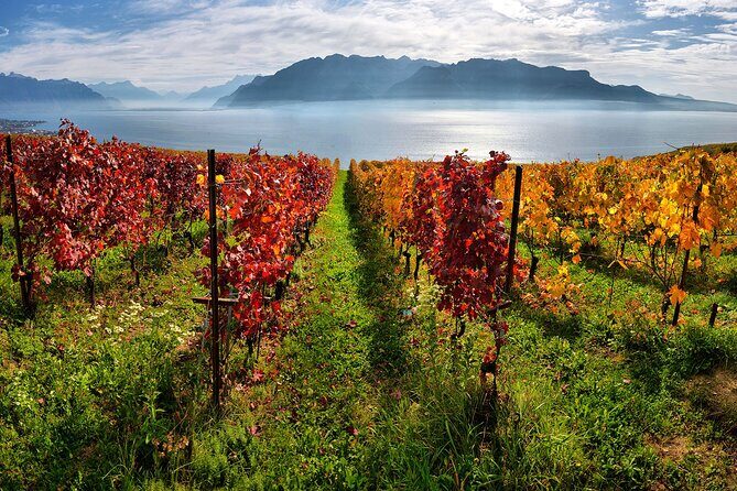 Swiss Wine Tasting at Lavaux Vineyards: Private Trip from Geneva - What to Expect: The Itinerary Breakdown