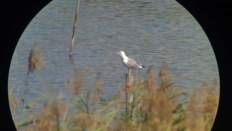 Switzerland: Private nature safari with local guide. Discover the Alps, lakes, and more. - Practical Details and Value