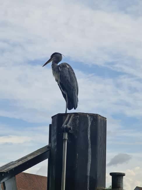 Switzerland: Private nature safari with local guide. Discover the Alps, lakes, and more. - Authentic Encounters and Sustainable Focus