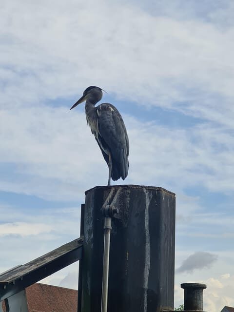 Switzerland: Private nature safari with local guide. Discover the Alps, lakes, and more. - Why Choose This Tour?