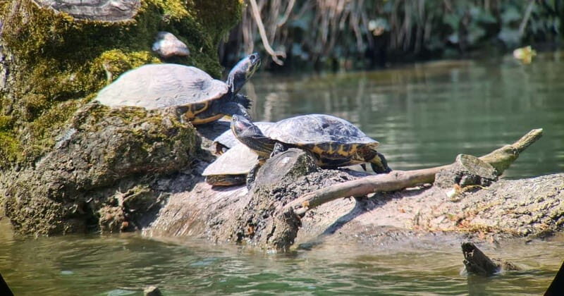 Switzerland: Private nature safari with local guide. Discover the Alps, lakes, and more. - The Sum Up