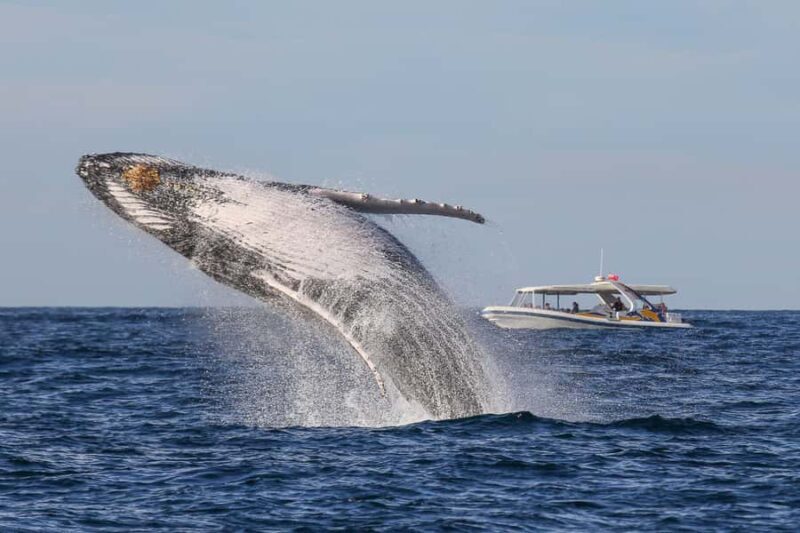 Sydney: 2.5 hour Adventure Whale Watching Cruise - Price and Value