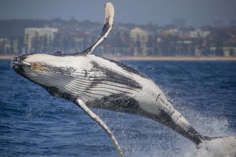 Sydney: 2-hour Express Whale Watching Cruise - Key Points