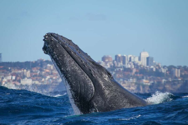 Sydney: 2-hour Express Whale Watching Cruise - What You Can Expect from the Tour