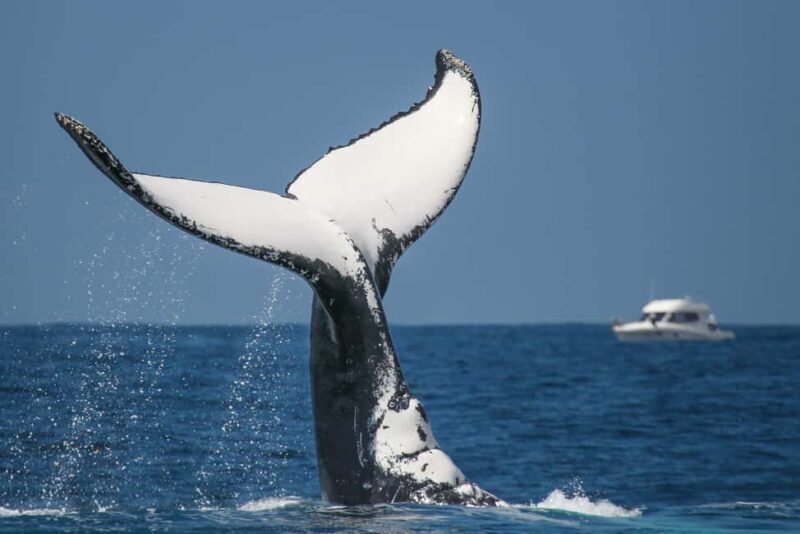Sydney: 2-hour Express Whale Watching Cruise - Practical Considerations
