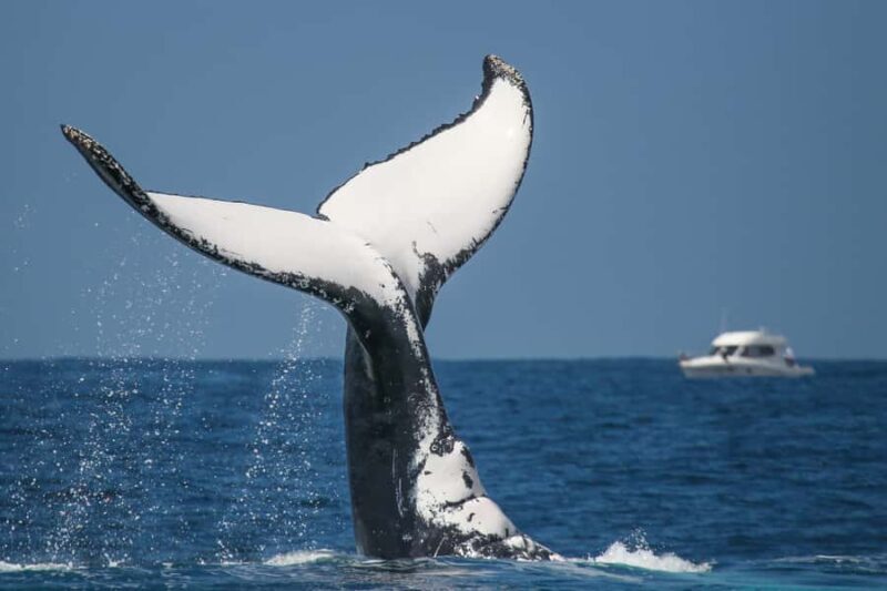 Sydney: 2-hour Express Whale Watching Cruise - Who Should Book This Tour?