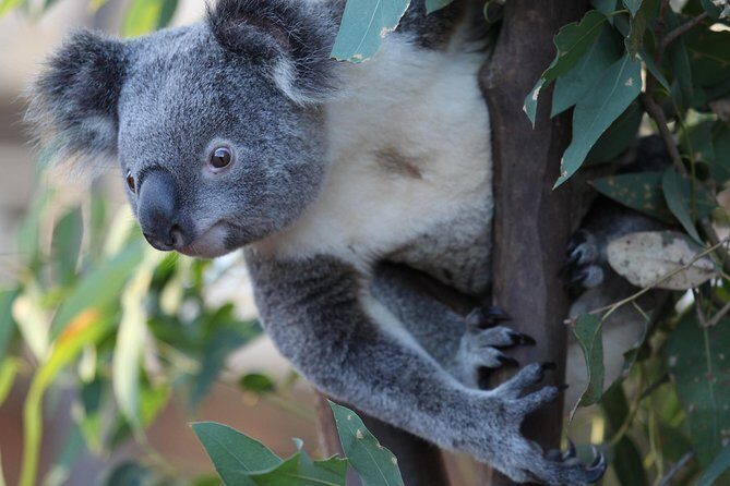 Sydney Attractions Pass: SEA LIFE Aquarium, Sydney Tower Eye, WILD LIFE Zoo and Madame Tussauds - What Does the Pass Cover?