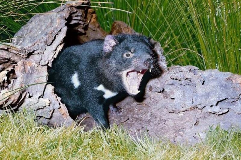 Sydney: Blue Mountains & Featherdale Wildlife Park Day Trip - Key Points