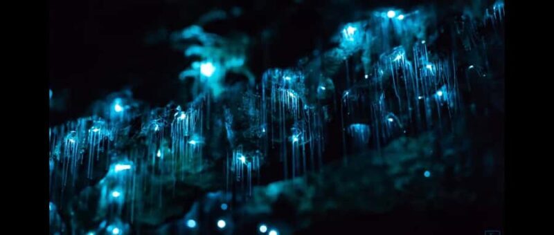 Sydney: Blue Mountains Glow Worms Wild Adventure by Night - What to Expect from the Blue Mountains Glow Worms Night Tour