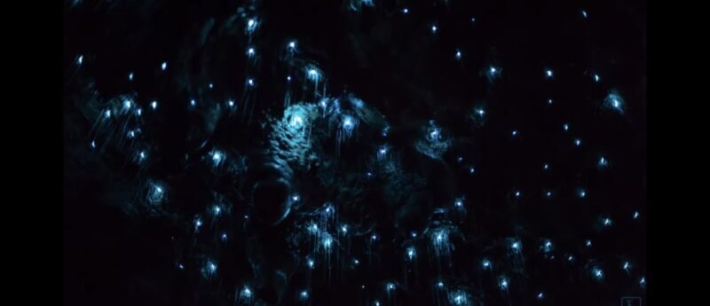 Sydney: Blue Mountains Glow Worms Wild Adventure by Night - Final Thoughts: Is It Worth It?