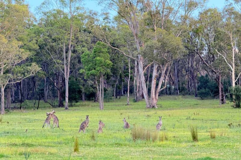 Sydney: Blue Mountains Kangaroos, Wilderness and Sunset Tour - FAQ