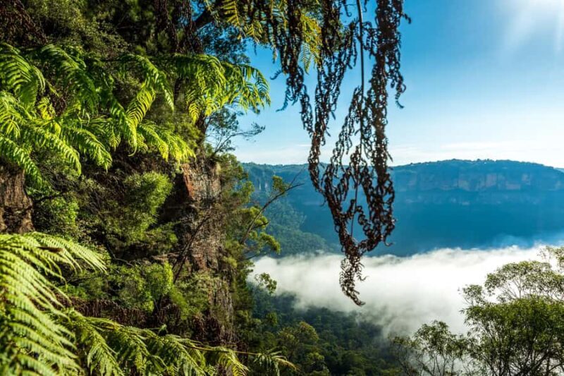 Sydney: Blue Mountains Late Start: Walks, Wildlife & Dinner - Who Should Consider This Tour?