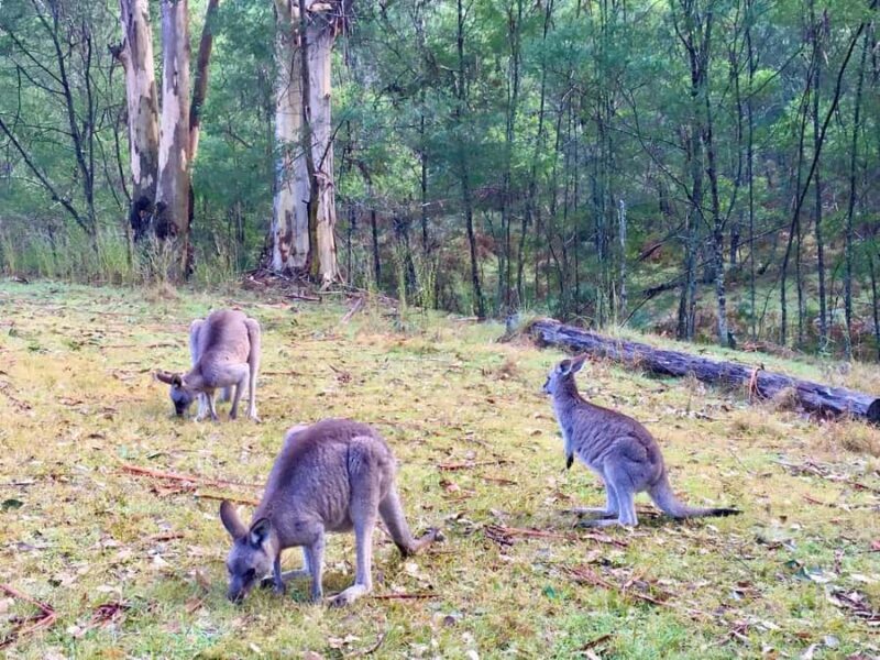 Sydney: Blue Mountains Private Wildlife Adventure Tour - Key Points