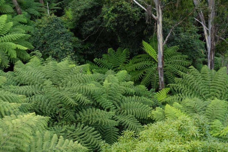 Sydney: Blue Mountains Private Wildlife Adventure Tour - Final Thoughts