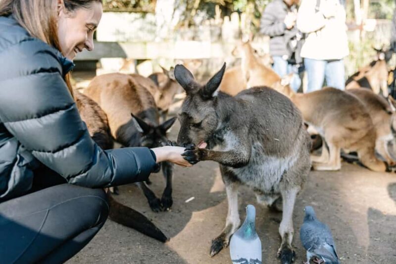 Sydney: Blue Mountains Scenic World, Wildlife Park and Lunch - What You Can Expect from the Tour