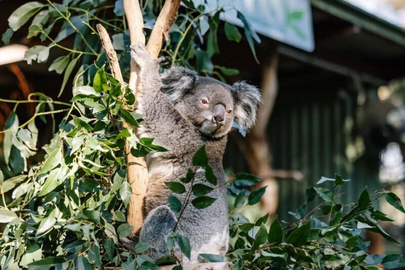 Sydney: Blue Mountains Scenic World, Wildlife Park and Lunch - Final Thoughts: Who Is This Tour Best For?