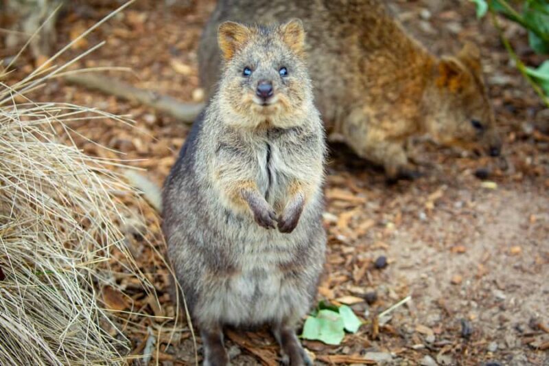 Sydney: Blue Mountains, Scenic World, Zoo & Lincoln's Rock - Practical Tips for the Day