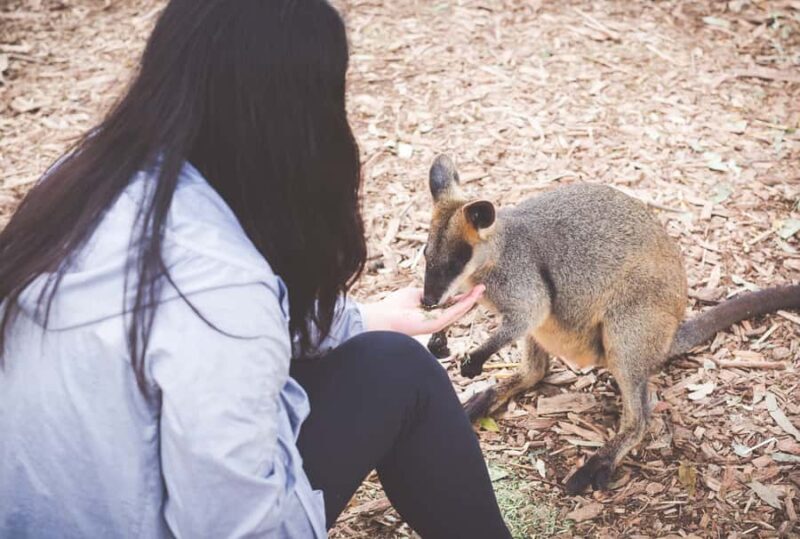 Sydney: Blue Mountains Wildlife & Bushwalk Small-Group Tour - What Sets This Tour Apart