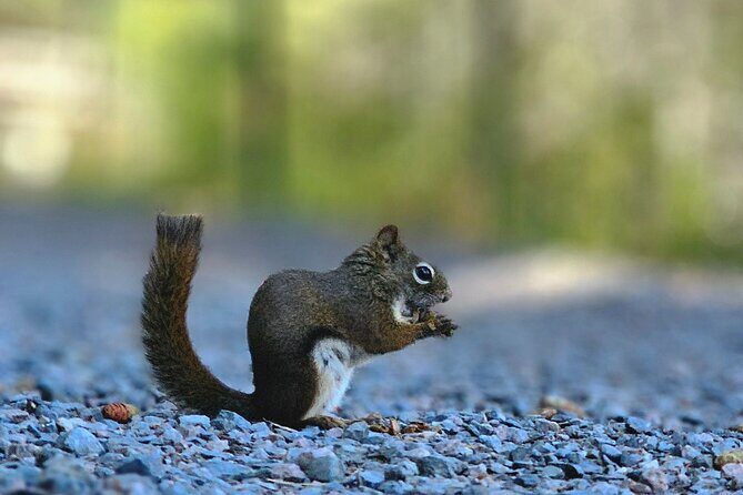 Sydney City Roots and Wildlife Trails of Cape Breton Island - Starting at Two Rivers Wildlife Park—Wildlife and Nature Up Close