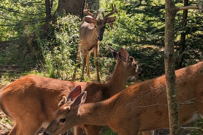 Sydney City Roots and Wildlife Trails of Cape Breton Island - Cultural Insights at Membertou Heritage Park—Stories and Traditions