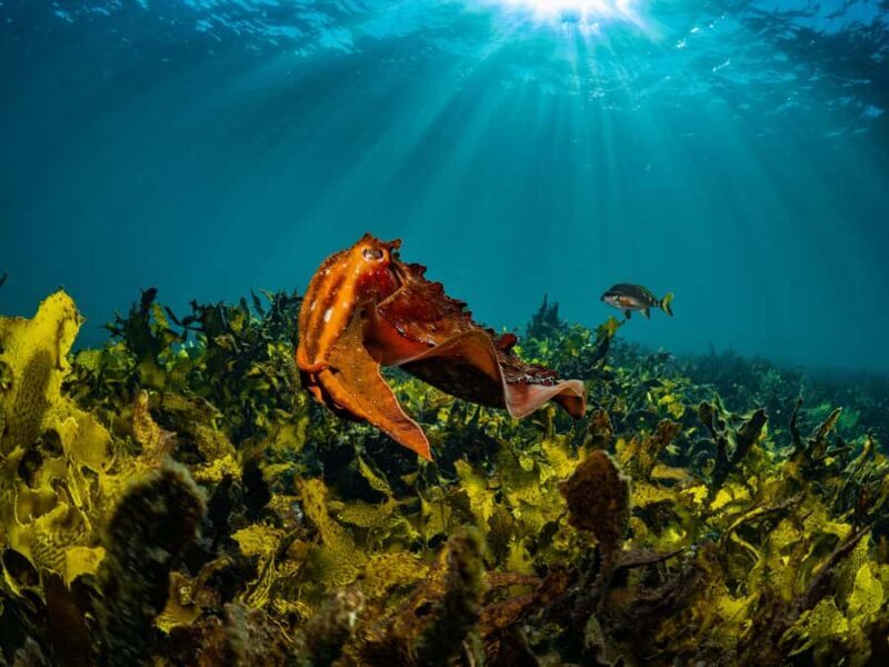 Sydney: Discover Scuba Dive at Australia's most Iconic Beach - What We’ve Heard from Others