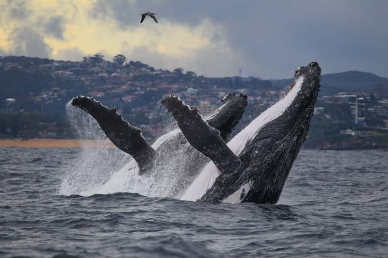 Sydney: Discovery Whale Watching Tour by Catamaran - Key Points
