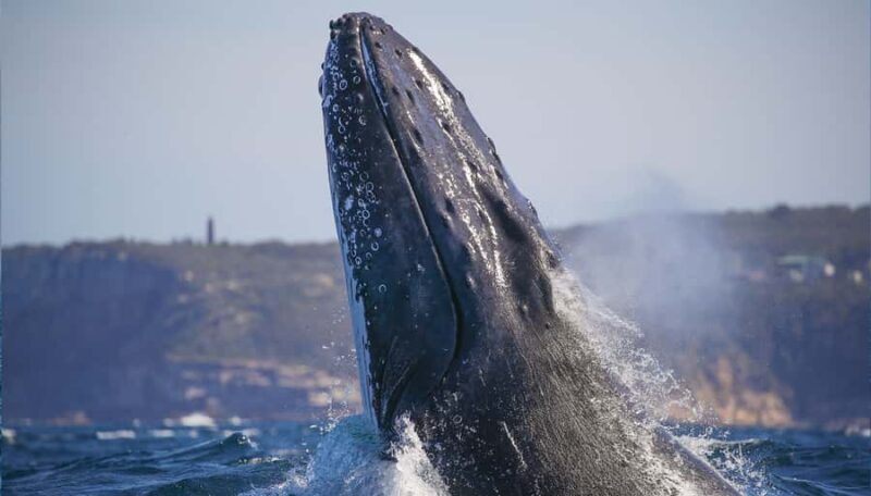 Sydney: Discovery Whale Watching Tour by Catamaran - An Insider’s Look at the Experience