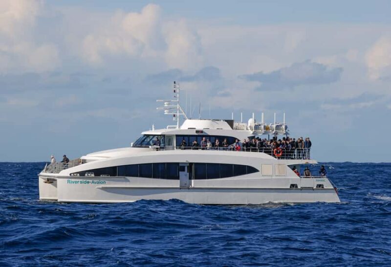 Sydney: Discovery Whale Watching Tour by Catamaran - FAQs About the Sydney Whale Watching Catamaran Tour