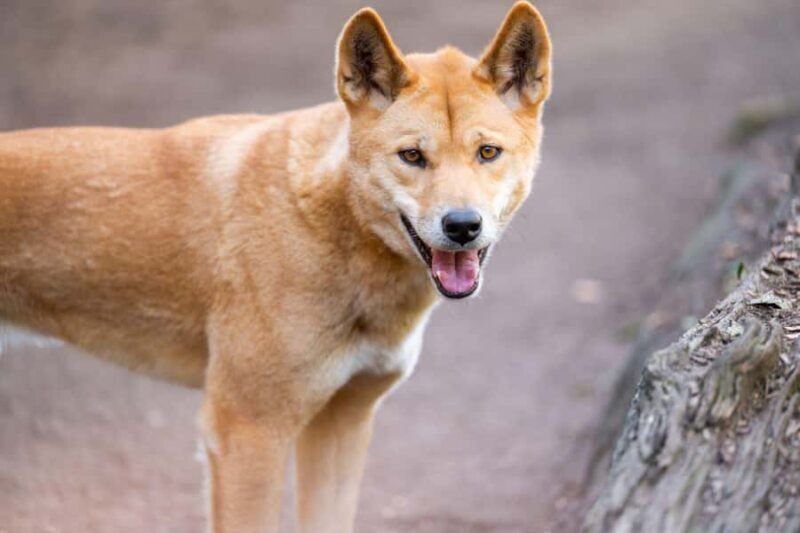 Sydney: Featherdale Wildlife Park Private Tour - Real Experiences and Honest Feedback