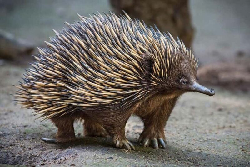 Sydney: Featherdale Wildlife Park Private Tour - Who Should Book This Tour?