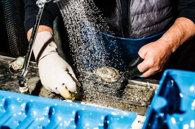 Sydney Fish Market Discovery Tour - A Detailed Look at the Sydney Fish Market Discovery Tour