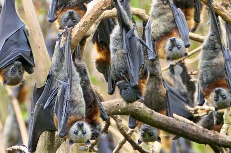 Sydney: Flying Fox Tour, Australia's Largest Bats - Key Points