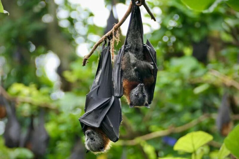 Sydney: Flying Fox Tour, Australia's Largest Bats - What Makes This Tour Special?
