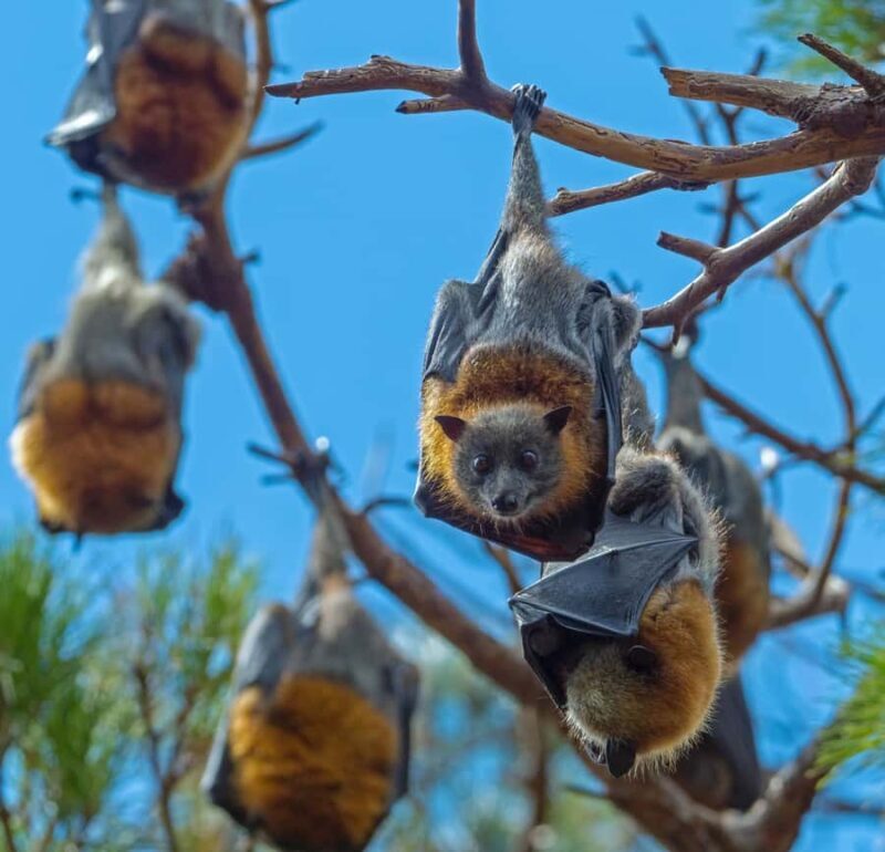 Sydney: Flying Fox Tour, Australia's Largest Bats - Whats Included and Whats Not