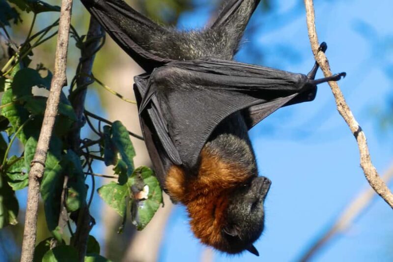 Sydney: Flying Fox Tour, Australia's Largest Bats - The Experience from a Traveler’s Perspective