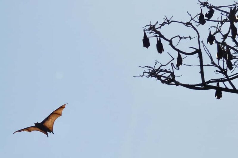 Sydney: Flying Fox Tour, Australia's Largest Bats - Why This Tour Is a Great Value
