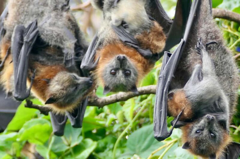 Sydney: Flying Fox Tour, Australia's Largest Bats - Who Would Love This Tour?