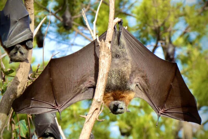 Sydney: Flying Fox Tour, Australia's Largest Bats - Final Thoughts