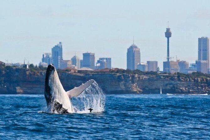 Sydney Harbour Whale Watching Experience - Key Points