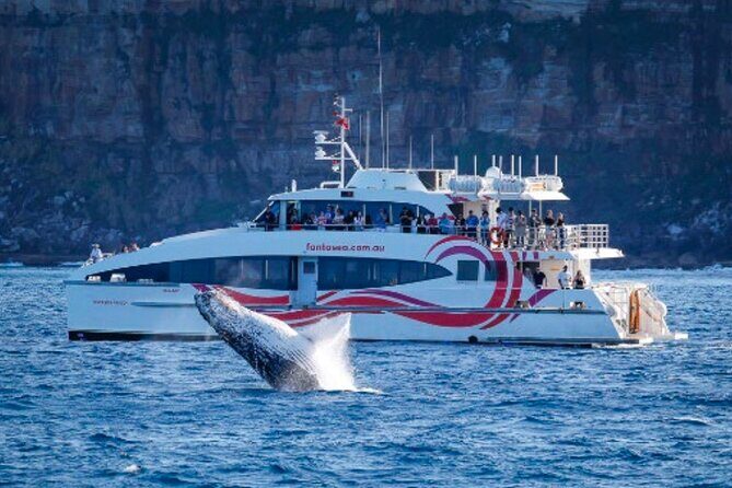 Sydney Harbour Whale Watching Experience - What Makes This Tour Stand Out?