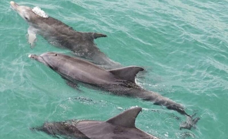 Sydney: Jervis Bay Day Trip with Dolphins, Roos & Beach Time - Key Points