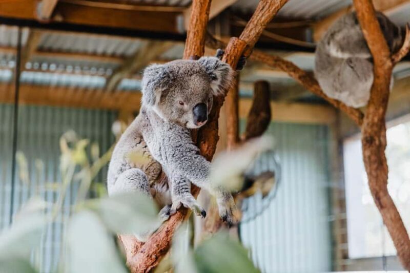 Sydney: Jervis Bay Tour with Beaches, Koalas & Kangaroos - Key Points