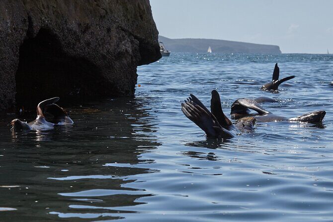 Sydney Kayak Seal Encounter Adventure with Gourmet Food - Key Points