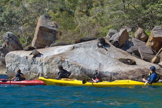 Sydney Kayak Seal Encounter Adventure with Gourmet Food - Practical Details and Comfort Level