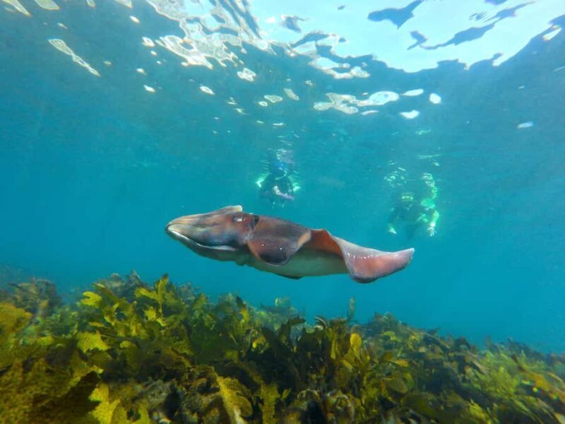 Sydney: Manly and Shelly Beach Snorkeling Tour - Key Points