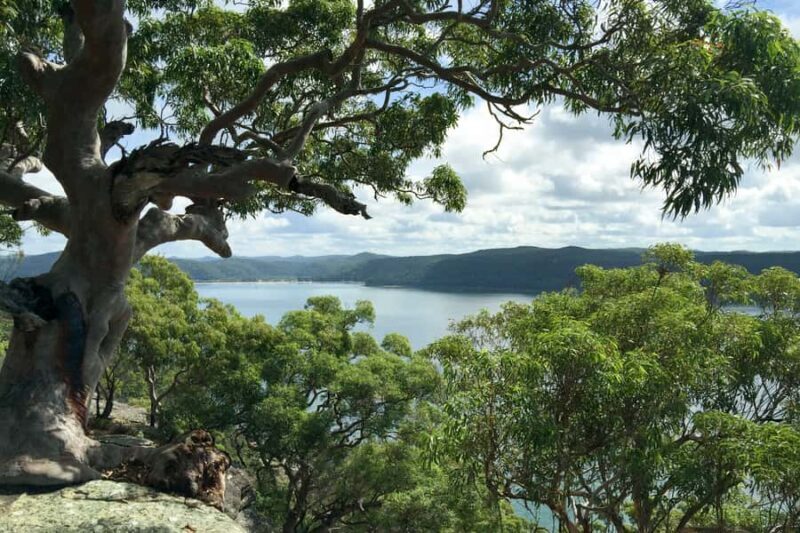 Sydney: Northern Beaches and Ku-ring-gai National Park Tour - Key Points